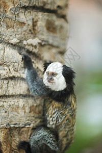 坐在树上坐着白头的马默塞特热带灵长类森林头发环境野生动物毛皮哺乳动物动物生物图片
