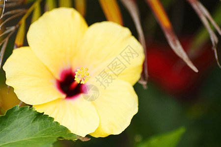 黄色的象形花朵香气植物群园艺生态叶子宏观花药花园植物草本植物图片