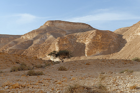 日落时落时岩石沙漠(以色列阿拉瓦沙漠纳哈勒巴拉克附近)山丘下的阿卡西亚树图片