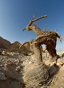沙漠中的干枯树 以以色列死海附近的沙漠中一个手持角的行人形状图片