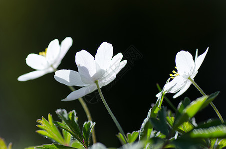 春花密闭图片