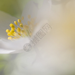 阿内莫尼罗花园植物群季节白头翁团体环境雌蕊木头花瓣公园图片