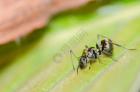 叶子上的黑蚂蚁黑色昆虫宏观蚂蚁漏洞工人图片