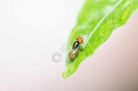 性质中的鲜花文件苍蝇花蝇水果野生动物翅膀黄色昆虫宏观图片