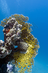 热带海底有大火珊瑚的珊瑚礁和热带海底动物浮潜娱乐日历野生动物气泡蓝色盐水假期潜水图片