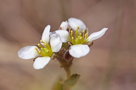 白燕色花环境宏观植物美丽植被白头翁植物群公园花园木头背景图片