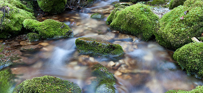 植物水岩石对面的水背景