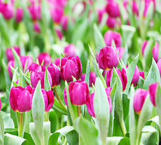 紫色郁金香场地叶子植物花瓣植物学绿色季节性花园植物群图片