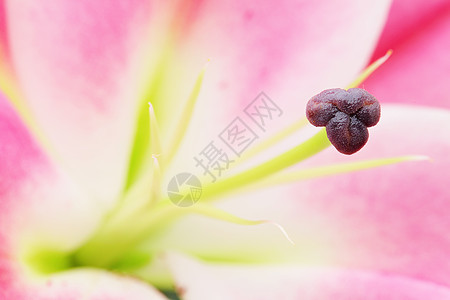 粉红百合绿色花粉粉色花瓣白色黄色植物图片