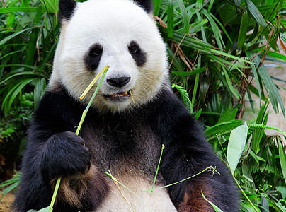 巨熊猫吃竹子熊猫动物学森林动物丛林热带动物园荒野野生动物栖息地图片