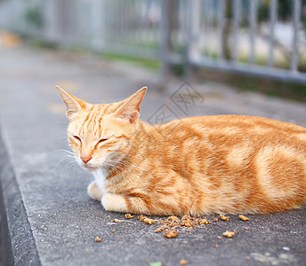 街头猫条纹毛皮宠物小猫双色白色黄色动物婴儿岩石图片