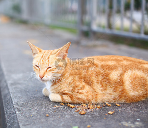 街头猫条纹毛皮宠物小猫双色白色黄色动物婴儿岩石图片