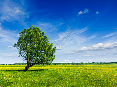 春夏夏季绿地景色 单树一棵风景乡村森林太阳日光场地天空晴天风光阳光图片