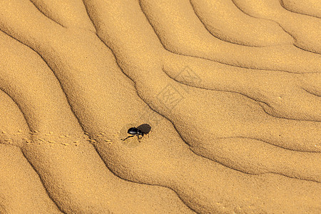 沙沙上撒着蜘蛛甲虫风景生物昆虫沙漠动物沙丘漏洞图片