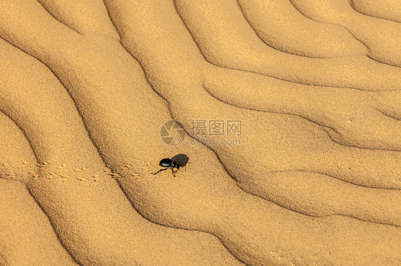 沙沙上撒着蜘蛛甲虫风景生物昆虫沙漠动物沙丘漏洞图片