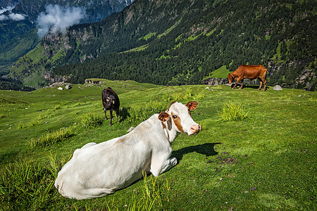 喜马拉雅山牛群放牧日光牧场家畜山脉高山奶牛风光田园乳牛草甸图片