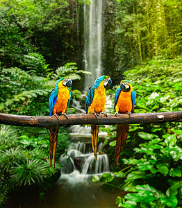 蓝和黄色Macaw植物瀑布野生动物鸟类风景动物大道森林荒野丛林图片