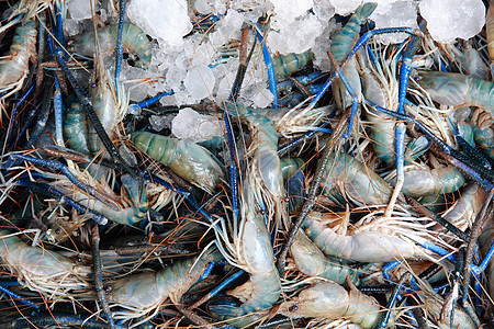 虾 河虾常见蓝色海鲜团体食物画幅背景图片