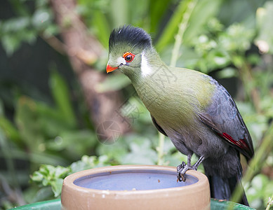 土木卫二活力荒野红色野生动物警报异国鸟类情调绿色动物园图片