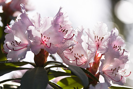 春天的罗多登阳花粉色背景阳光季节花朵季节性背光背景图片