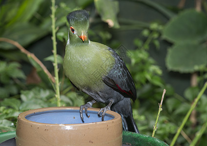 土木卫二绿色动物凤头荒野鸟类羽毛动物园情调野生动物热带图片
