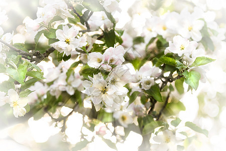 春天的苹果花果树玫瑰绿色阳光农业水果果园白色粉色树木图片