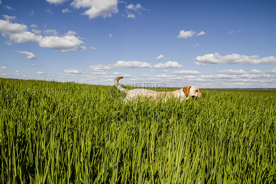 小麦田和夏季自由的拉布拉多检索器小狗收成牧场粮食猎犬天空植物动物农田橙子图片