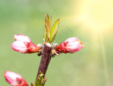 春花 一棵开花树的枝子 在花园背景上樱花果园公园投标植物晴天花瓣天空图片