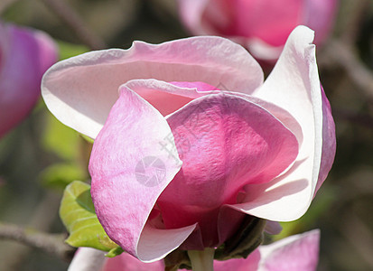 木兰花树开花植物群花园白色宏观花朵粉色紫色图片