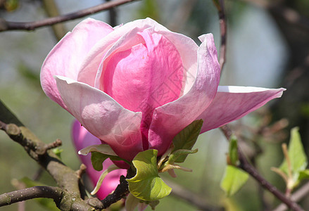 木兰花树开花紫色花园白色宏观植物群粉色花朵图片