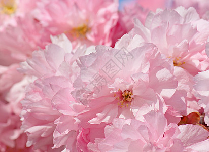 日本樱桃树花花园宏观花朵樱花粉色植物群图片