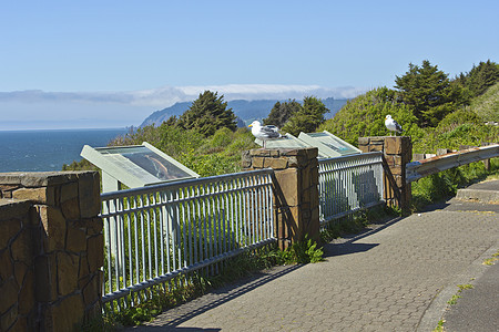 海豹向俄勒冈的海洋看望植被植物旅行阴霾植物群风景远景栏杆地平线斑块图片