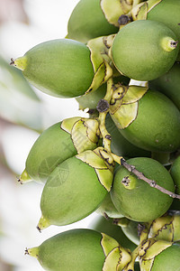 Betel Nut或Areca 树上的棕榈植物学公园季节水果叶子果皮食物衬套种子分支机构图片