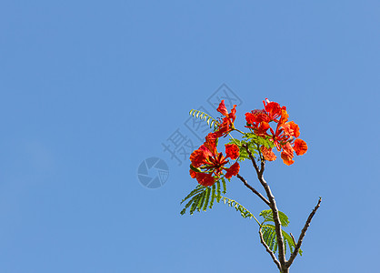 火焰树开花火焰植物群树叶天空农场生活美丽花园植物公园图片