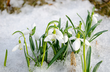 春天雪花莲雪花鲜花绽放雪图片