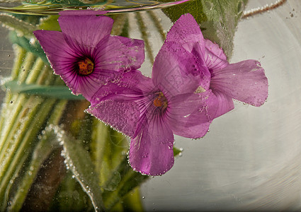 水下鲜花环境花园花瓣太阳植物群蓝色宏观阳光场地草本植物图片