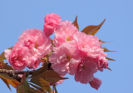 开花的樱桃树粉色宏观蓝色花朵天空植物群花园图片
