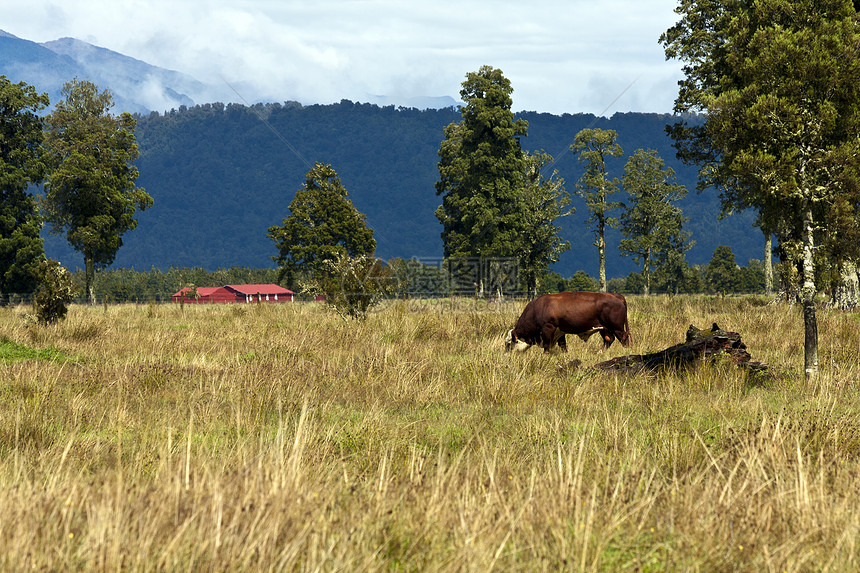 新西兰农村的奶牛和农场图片