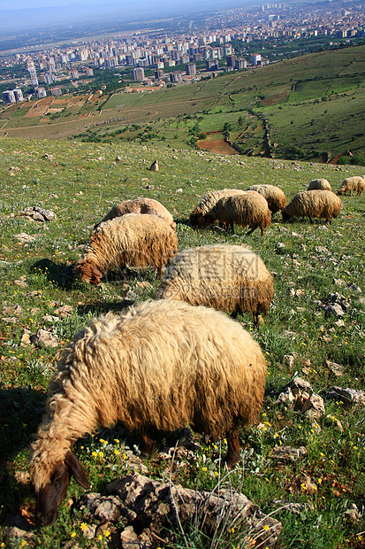 在山上吃羊农业白色羊肉草地农村动物牧场哺乳动物农场羊毛图片