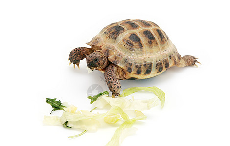 俄罗斯乌龟吃卷心菜图片