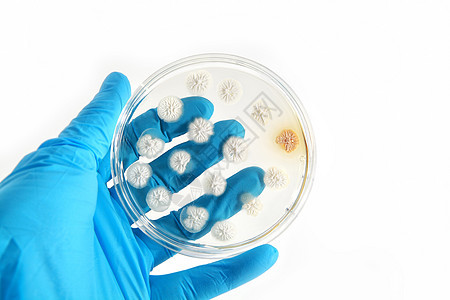 甲板上的转基因真菌蓝色药品手臂微生物学青霉素青霉宏观琼脂科学微生物图片