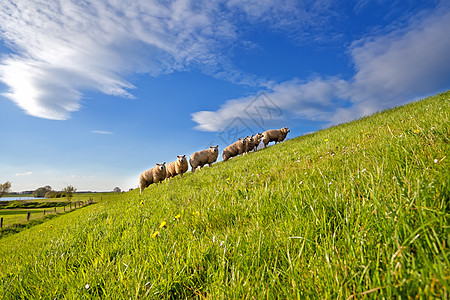 牧羊在夏牧场上放牧 花朵繁多图片