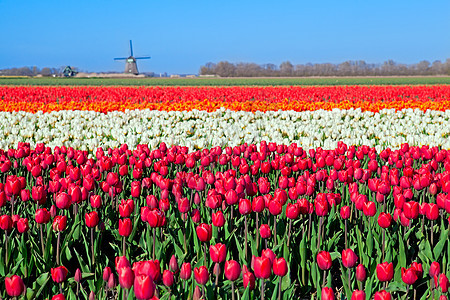 色彩多彩的郁金园和荷兰风车图片