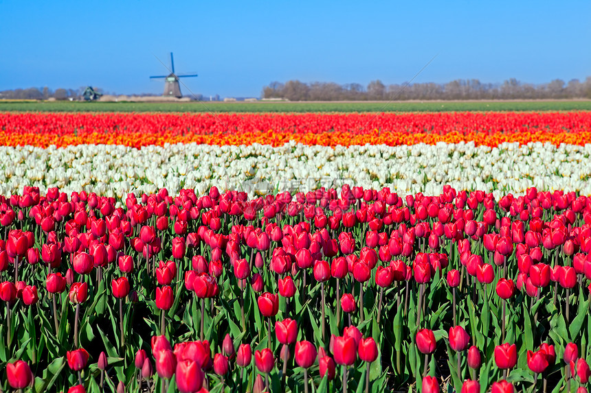色彩多彩的郁金园和荷兰风车图片