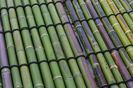 竹竹背景植物文化园艺风水树枝枝条丛林花园装饰热带图片