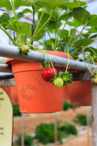草莓农场里的草莓叶子绿色宏观甜食食物甜点水果红色健康浆果图片