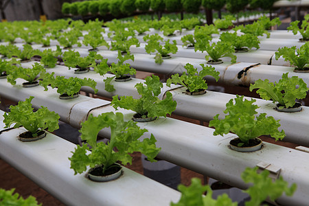 蔬菜水栽培农场安全植物技术管子温室材料食物水培文化绿色图片