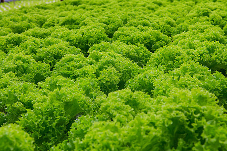 蔬菜水栽培农场文化技术食物农业绿色塑料材料管子植物温室图片
