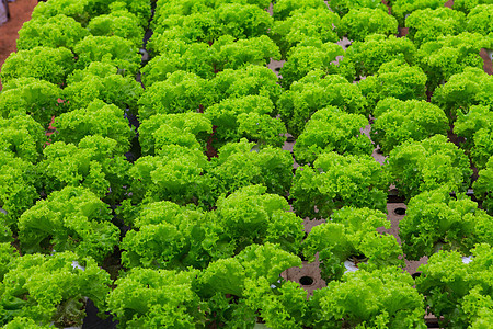 蔬菜水栽培农场绿色温室塑料植物文化技术安全材料农业苗圃图片