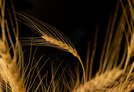 黑色背景的小黄小麦食物生活植物草本植物黄色面粉面团厨房面包种子图片
